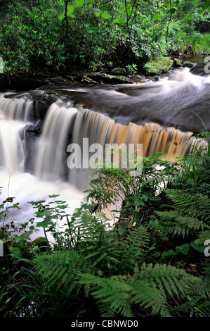 Clare Glens Wasserfall fällt Szene entlang der Clare-Fluss fließt Newport County Tipperary Limerick Grenze Irland landschaftlich Stockfoto