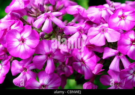 Phlox Paniculata Amethyst Garten Phlox Violett Lila Staude Blumen Blüte