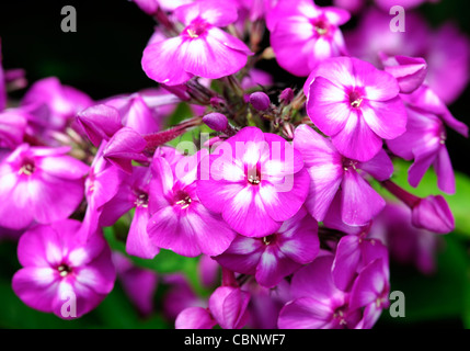 Phlox Paniculata Amethyst Garten Phlox Violett Lila Staude Blumen Blüte