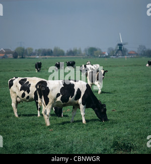 Holstein Friesian Kühe weiden auf niedrig liegende niederländische Weiden mit Windmühlen hinter Stockfoto