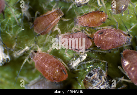 Rosigen Apfel (Dysaphis Plantaginea) Blattlausbefall auf einem Apple-Blatt Stockfoto