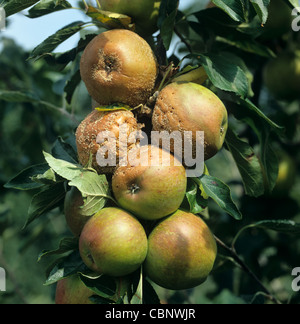 Braunfäule (Monilinia fructigena) auf reifen Apfelfrüchten Stockfoto