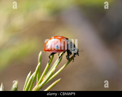 Seven-Spot Ladybird Käfer, Marienkäfer / Coccinella Septempunctata / Siebenpunkt - Marienkäfer Stockfoto