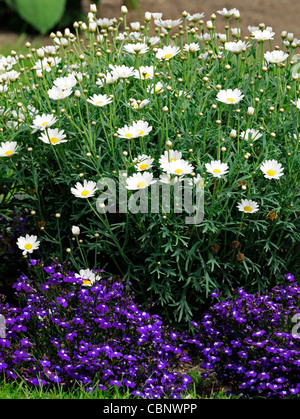 weiße Pyrethrum blaue Lobelie Blumen Bett Grenze gemischt komplementäre Ergänzung Pflanzen Pflanze Schema Stockfoto