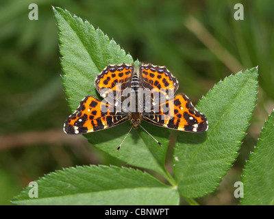 Karte, butterfly / Araschnia Levana / Landkärtchen Stockfoto