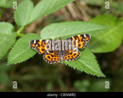 Karte, butterfly / Araschnia Levana / Landkärtchen Stockfoto