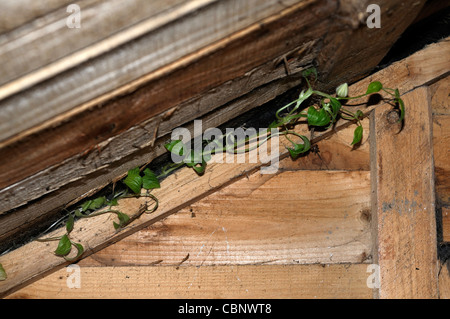 Clematis Kletterer Schlingpflanze Ranke wachsen wächst in Gartenhaus ...