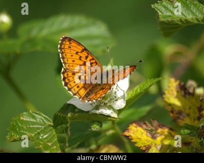 Dunkel grün Fritillary, Schmetterling auf einer Himbeere Blüte / Argynnis Aglaja / Großer Perlmutterfalter ein Einer Himbeerblüte Stockfoto