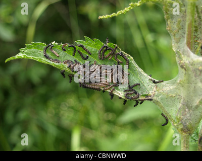 Raupe des Europäischen Peacocl Schmetterling / Inachis Io / Raupen Vom Tagpfauenauge Stockfoto