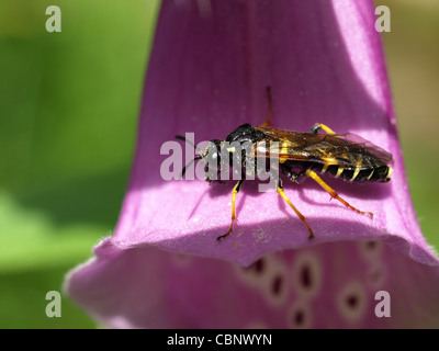 Insekten auf einer gemeinsamen Fingerhut Blüte / Digitalis Purpurea / Insekt Auf Einer Blüte Vom Roten Fingergut Stockfoto