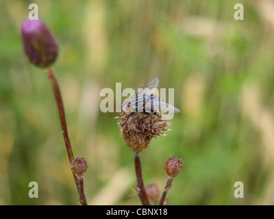 graues Fleisch-Fly sitzt auf einer schleichenden Distel / Sarcophaga Carnaria / Graue Fleischfliege Sitzend Auf Einer Acker-Kratzdistel Stockfoto