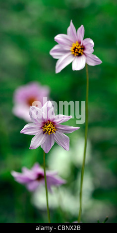 Dahlia Merckii rosa-lila lila Einzelblüten Arten verschiedene Art Blume Blüte Blüte Stockfoto