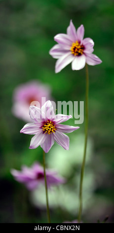 Dahlia Merckii rosa-lila lila Einzelblüten Arten verschiedene Art Blume Blüte Blüte Stockfoto