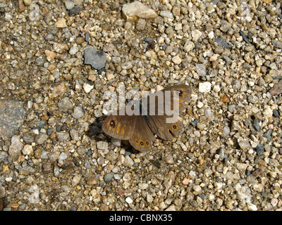 Große Wand braun, Schmetterling / Lasiommata Maera / Braunauge Stockfoto