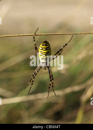 Wasp Spider / Argiope Bruennichi / Wespenspinne Stockfoto