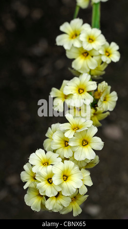 Sisyrinchium Striatum blass gelben Augen Grases Closeup selektiven Fokus Pflanze Porträts Blumen Blüten Blüte Creme Stauden Stockfoto