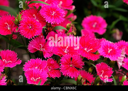 Dianthus ideale wählen Sie Himbeere Chinensis X Barbatus winterhart