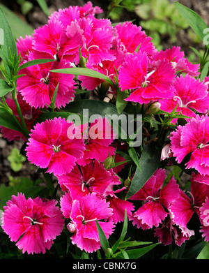 Dianthus ideale wählen Sie Himbeere Chinensis X Barbatus winterhart jährlichen hell rosa Nelke Blumen Blüte Blüten Stockfoto