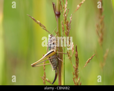 Bush-Cricket auf einem Grashalm Moor / Metrioptera Brachyptera / Kurzflügelige Beißschrecke Stockfoto