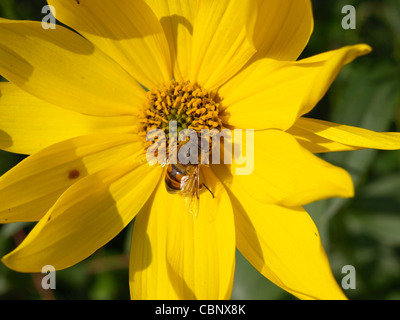 eine Drohne fliegen auf eine kleine Sonnenblume / Eristalis Tenax / Eine Mistbiene ein Einer Kleinen Spieleheustadl Stockfoto