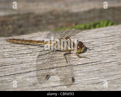 Vagrant Darter weiblich / Sympetrum Vulgatum / Gemeine Heidelibelle-Weibchen Stockfoto