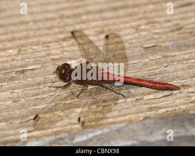 Vagrant Darter weiblich / Sympetrum Vulgatum / Gemeine Heidelibelle Männchen Stockfoto