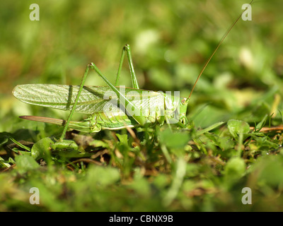 Große grüne Bush-Cricket / Tettigonia Viridissima / Grünes Heupferd Stockfoto