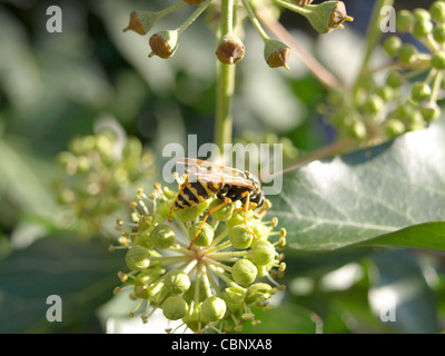 Europäische Papier Wespe auf einer gemeinsamen Efeu-Blüte / Polistes Dominula / Gallische Feldwespe eine Blüte Vom Gemeinen Efeu Stockfoto