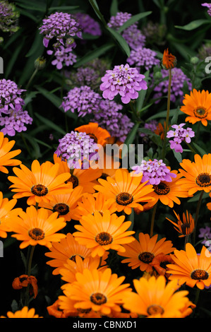 Dimorphotheca Aurantiaca Frühjahr Flash Orange Herbers halb winterhart jährlich im Sommer gelbe Blumen Blüten Pflanzenblüten Stockfoto