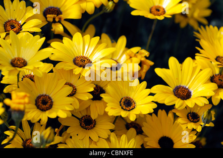 Dimorphotheca Aurantiaca Frühjahr Flash gelb Herbers halb winterhart jährlich im Sommer gelbe Blumen Blüten Pflanzenblüten Stockfoto