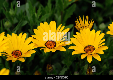 Dimorphotheca Aurantiaca Frühjahr Flash gelb Herbers halb winterhart jährlich im Sommer gelbe Blumen Blüten Pflanzenblüten Stockfoto