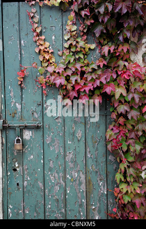 alte rustikale Holztür Abdeckung bedeckt Parthenocissus Tircuspidata wildem Herbst herbstliche Closeup Rot drehen sich verändernden f Stockfoto