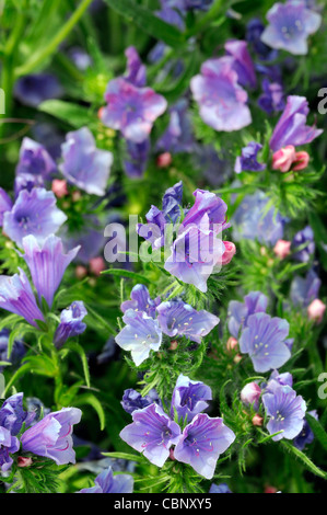 Echium Vulgare Viper Bugloss blau lila Stauden Blumen blühen Blüte Lockstoff Stockfoto