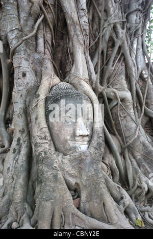 Der Buddha-Kopf in die Baumwurzeln. Stockfoto