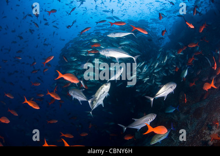 Bunte pazifischen Creolefish, Paranthias Kolonos, umgeben eine dicken Schule Bigeye Buben, Caranx Sexfasciatus. Stockfoto