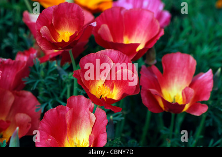 Eschscholzia Californica Thaiseide kalifornische Mohn halbgefüllte jährliche Blüten Blumen Blüten gelb rot orange bunt Stockfoto