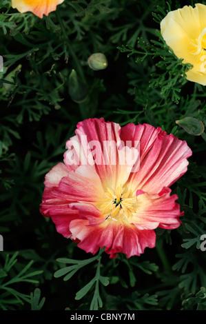 Eschscholzia Californica Thaiseide kalifornische Mohn halbgefüllte jährliche Blüten Blumen Blüten gelb rot orange bunt Stockfoto