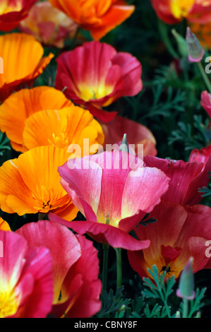 Eschscholzia Californica Thaiseide kalifornische Mohn halbgefüllte jährliche Blüten Blumen Blüten gelb rot orange bunt Stockfoto