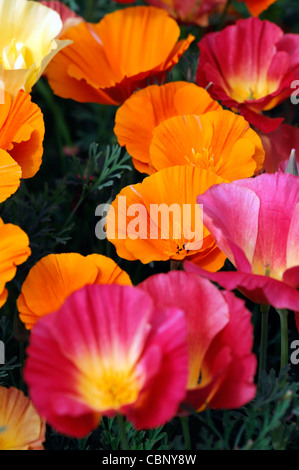 Eschscholzia Californica Thaiseide kalifornische Mohn halbgefüllte jährliche Blüten Blumen Blüten gelb rot orange bunt Stockfoto