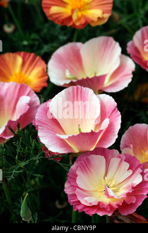 Eschscholzia Californica Thaiseide kalifornische Mohn halbgefüllte jährliche Blüten Blumen Blüten gelb rot orange bunt Stockfoto