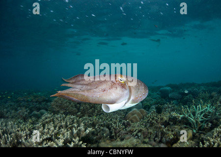 Eine weibliche Broadclub Tintenfisch, Sepia finden, nutzt seine großen Siphon Jet über das Riff wo legt sie Eiern. Stockfoto