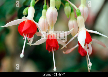 Fuchsia Mandarin halbgefüllte Orange-karminrot Blütenkrone mit Kelchblättern Fleisch Tönung mehrjähriger Strauch buschigen Blume Blüte Blüte Stockfoto