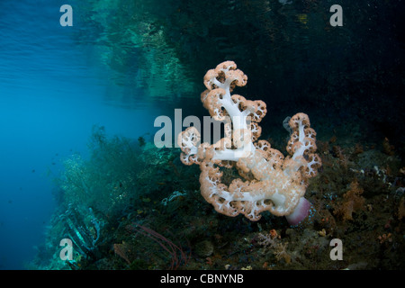 Eine bunte weichen korallene Kolonie, Dendronephthya SP., wächst entlang der Kante eines Kanals, wo Ströme planktonischen Essen mitbringen. Stockfoto