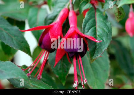 Fuchsia Frau Popple Closeup Pflanzen Porträts hell rosa lila Blüten hängen hängenden Blüten Stemen selektiven Fokus Stockfoto