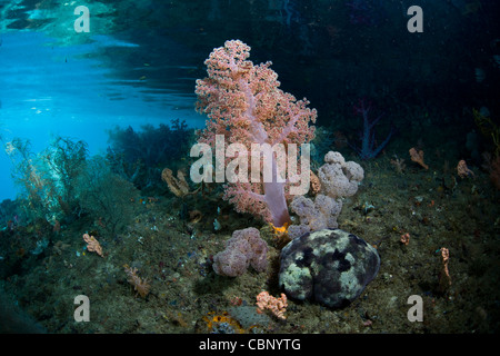 Ein Nadelkissen Seastar, Culcita SP., kriecht neben flach, bunten weichen Korallen, Dendronephthya sp. Stockfoto
