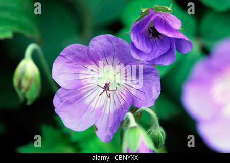 Storchschnabel jolly Bee Rozanne Storchschnabel Blumen Blüten-Blüten-Stauden blau lila Closeup hautnah Stockfoto