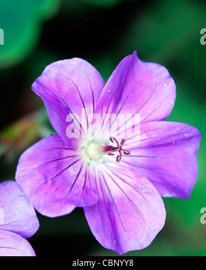 Storchschnabel jolly Bee Rozanne Storchschnabel Blumen Blüten-Blüten-Stauden blau lila Closeup hautnah Stockfoto