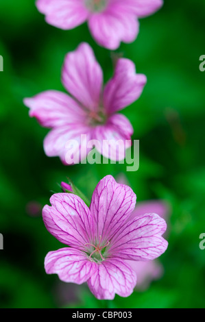 Geranium X oxonianum Wargrave pink Stauden Blumen Blüte Blüten Blume Blüte Blüte rosa Storchschnabel Stockfoto