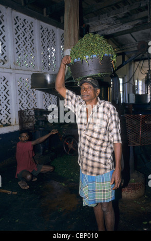 Plantage Teefabrik, Kandy, Sri Lanka Stockfoto