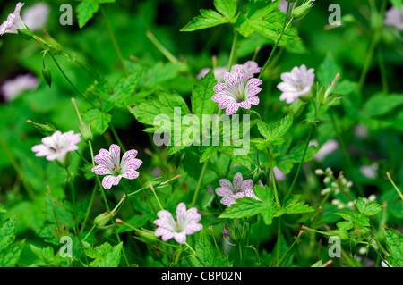 Geranium versicolor Pencilled Geranium Storchschnabel Striatum geäderten Blüten rosa gestreifte Blüten blüht Storchschnäbel Stockfoto